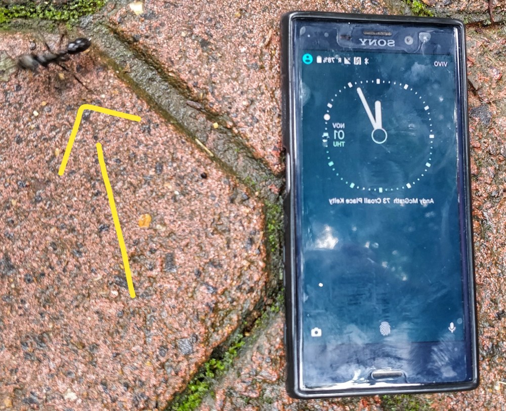 IMG_20181101_120738-01-01